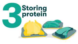 3 - Storing protein