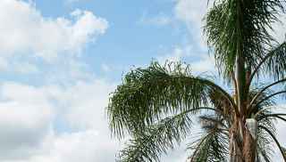 Sky and tree